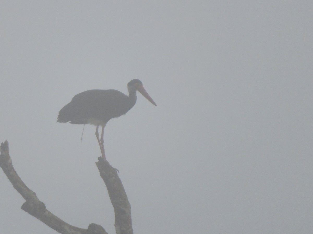 Storm's Stork - ML642374719