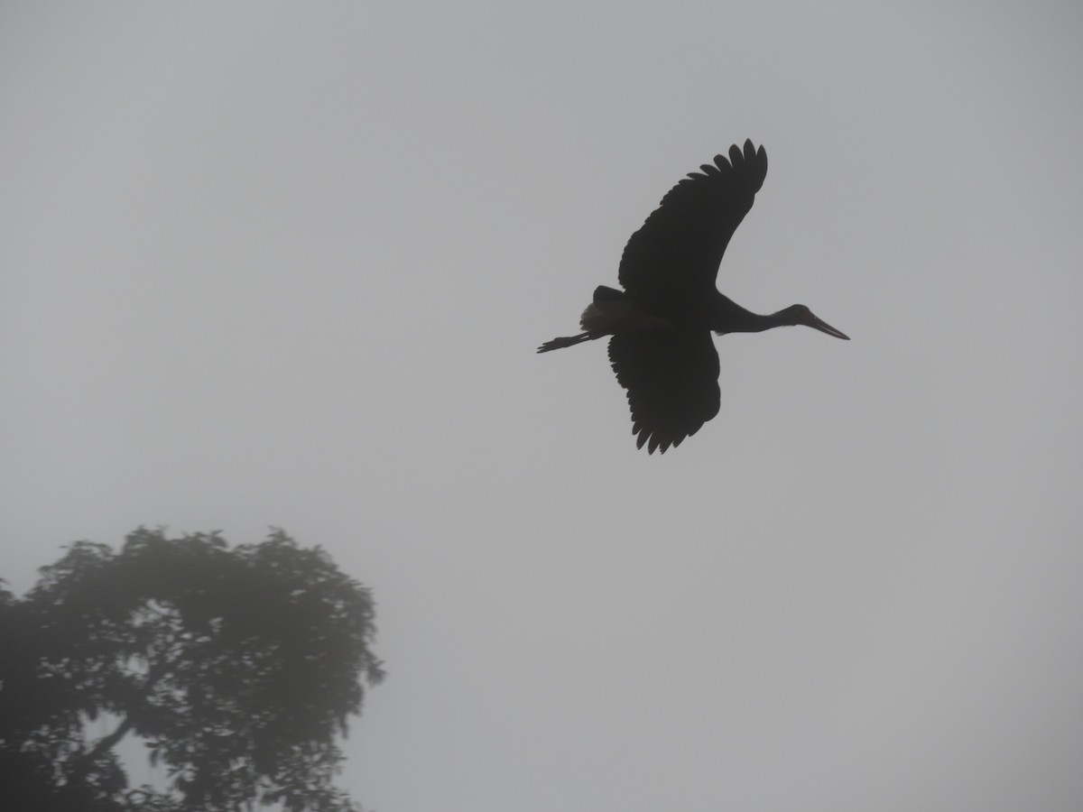Storm's Stork - ML642374720