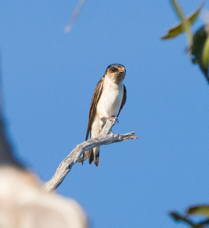 Tree Martin - ML642374721