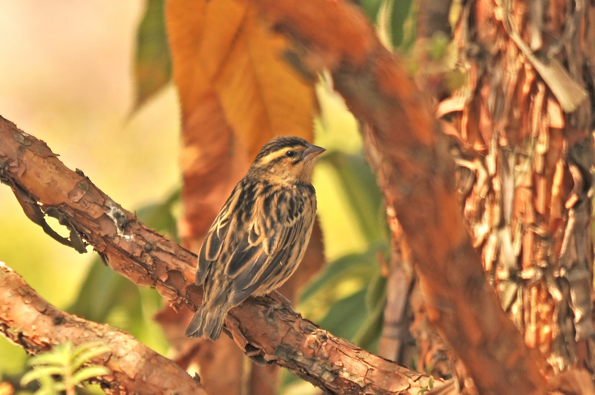 Northern Red Bishop - ML642374724