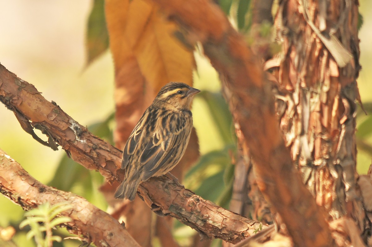 Northern Red Bishop - ML642374726