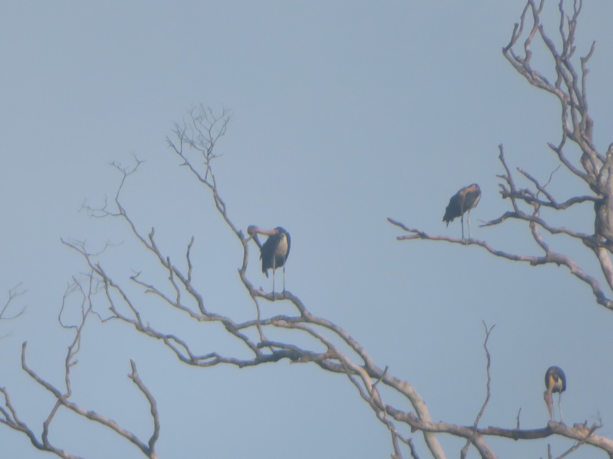 Lesser Adjutant - ML642374727