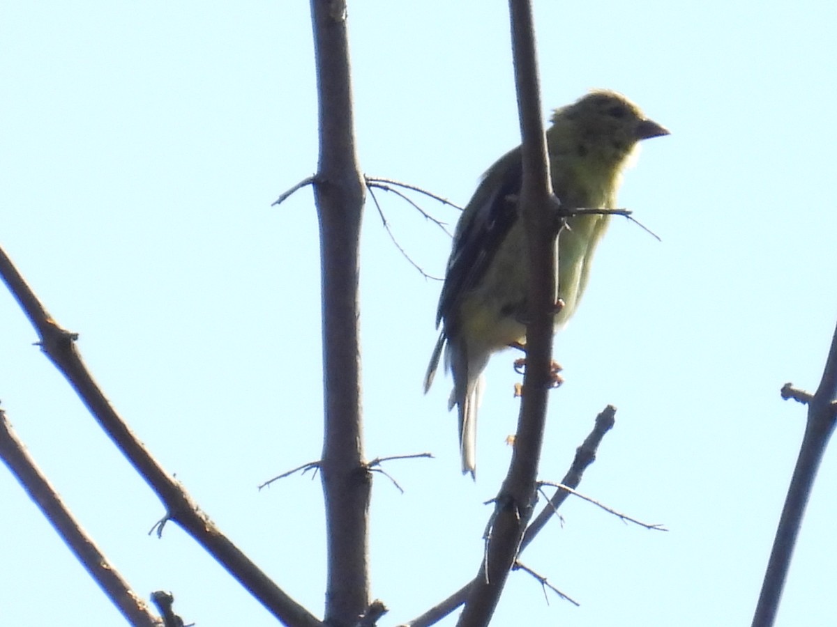 American Goldfinch - ML642374728