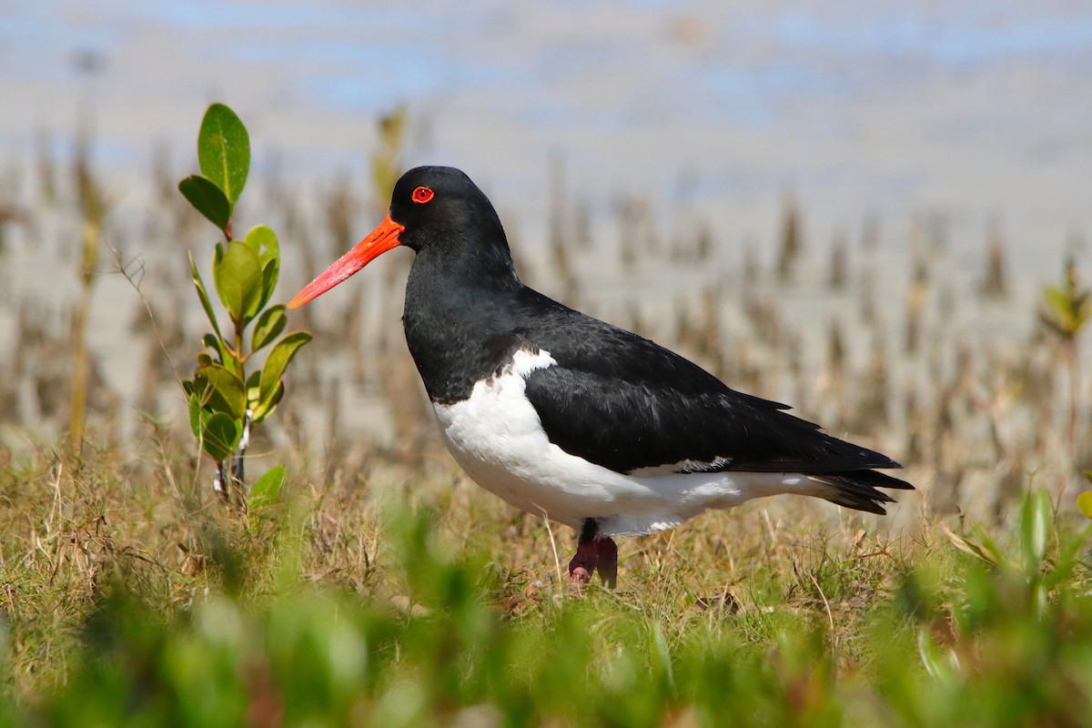 Pied Oystercatcher - ML642374731