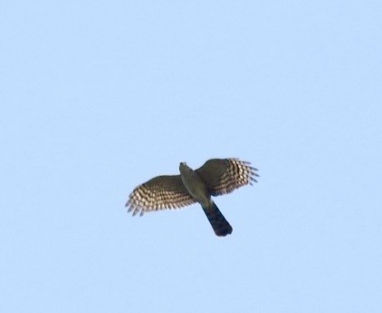 African Goshawk - ML642374735