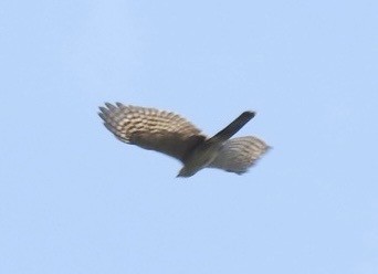 African Goshawk - ML642374736