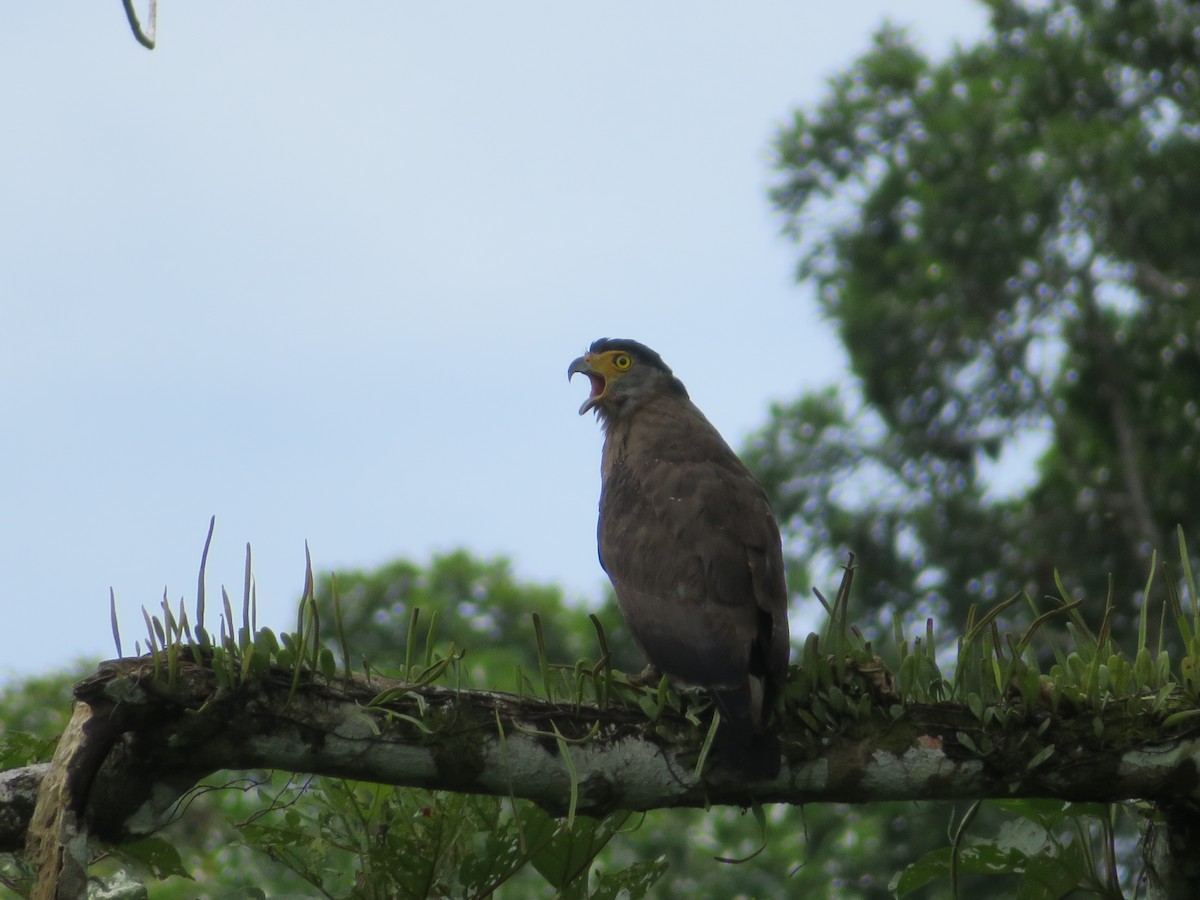 Crested Serpent-Eagle - ML642374739