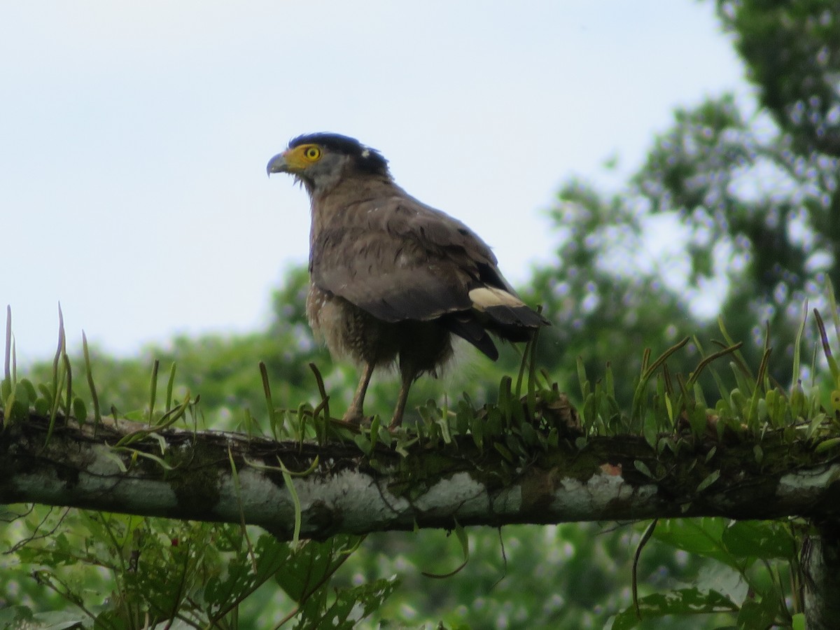 Crested Serpent-Eagle - ML642374740