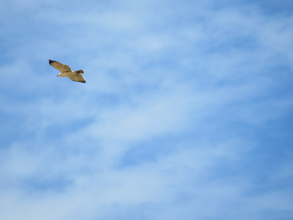 Changeable Hawk-Eagle - ML642374741
