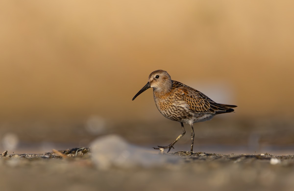 Dunlin - ML642374746