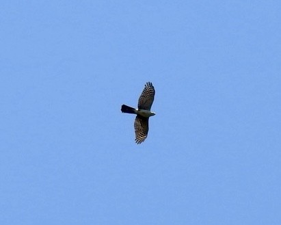 African Goshawk - ML642374761