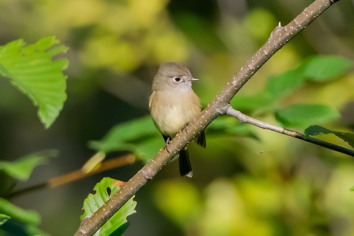 Hammond's Flycatcher - ML642374769