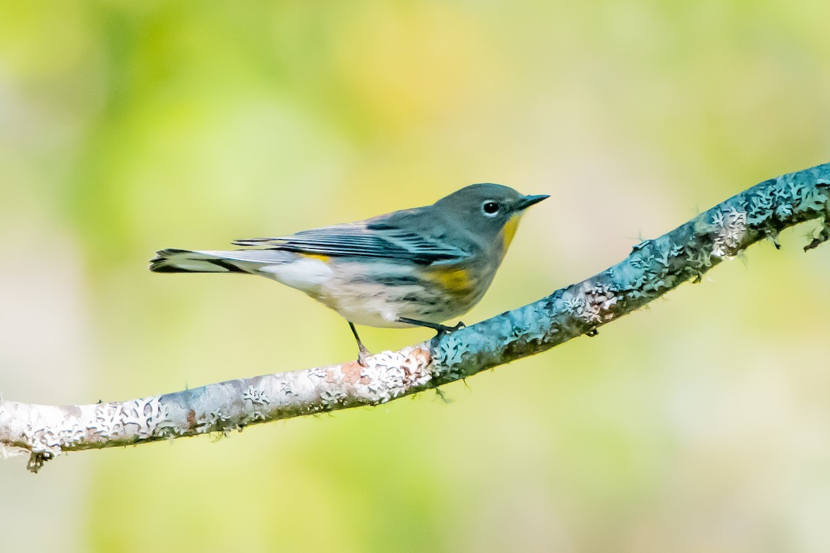 Yellow-rumped Warbler - ML642374790