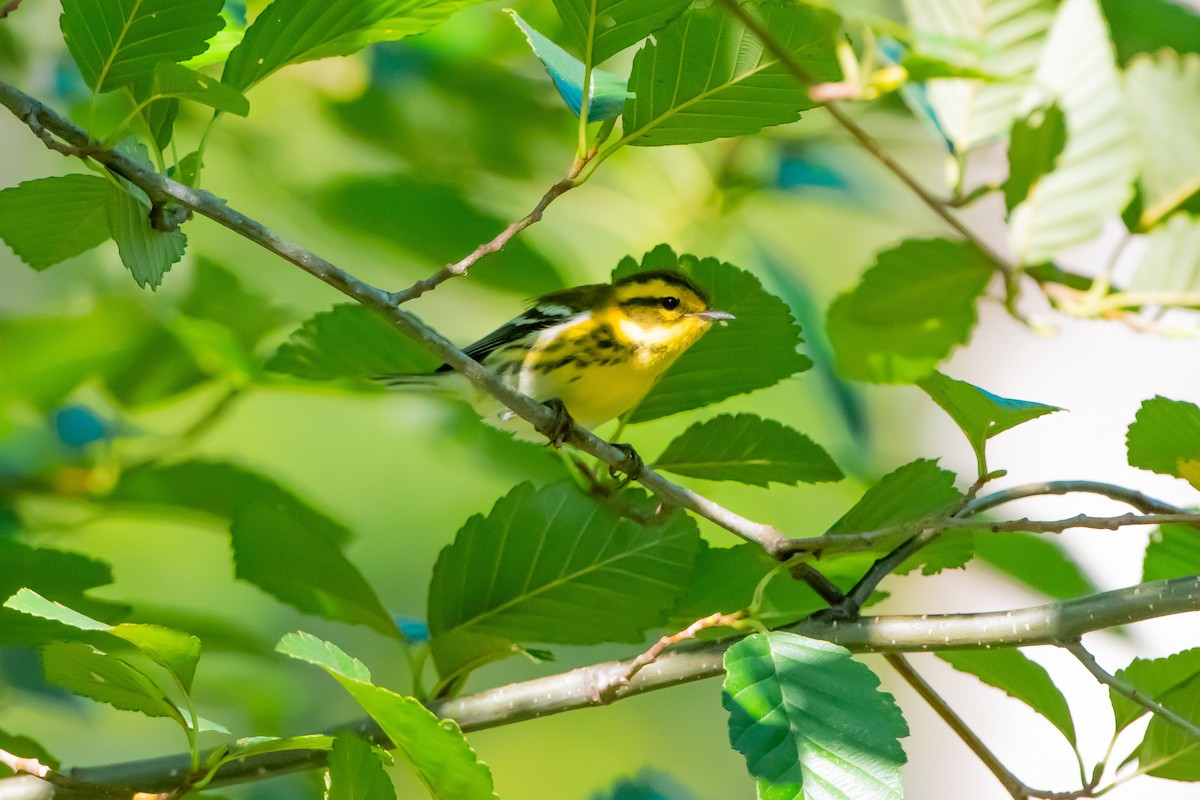 Townsend's Warbler - ML642374810