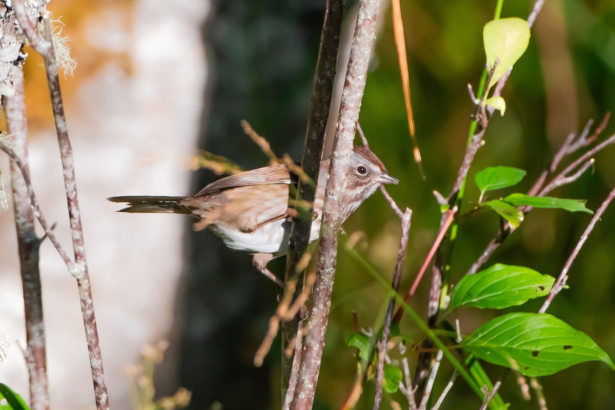 Song Sparrow - ML642374820