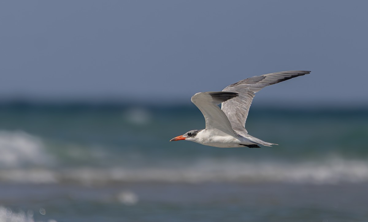 Caspian Tern - ML642374846