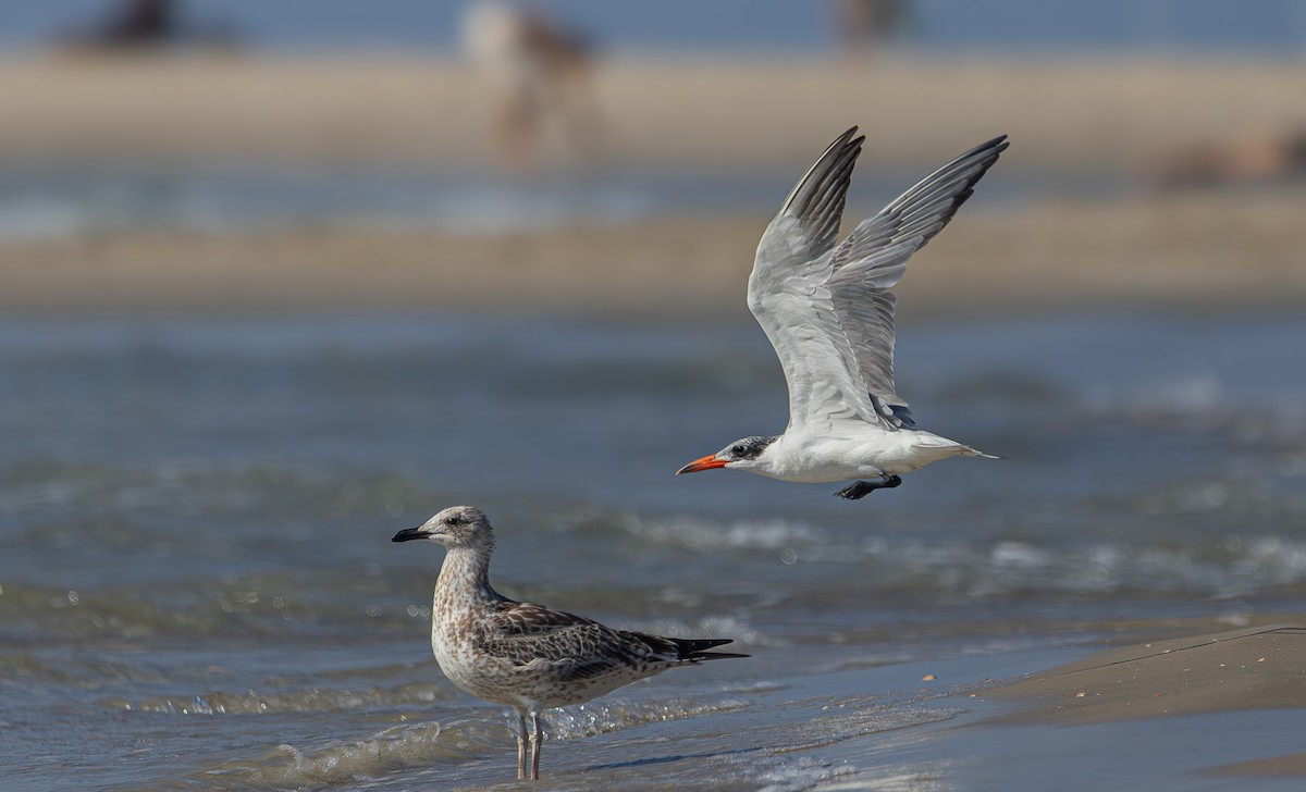 Caspian Tern - ML642374848