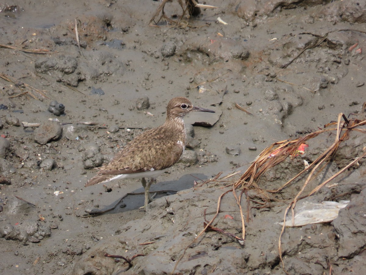 Common Sandpiper - ML642374852