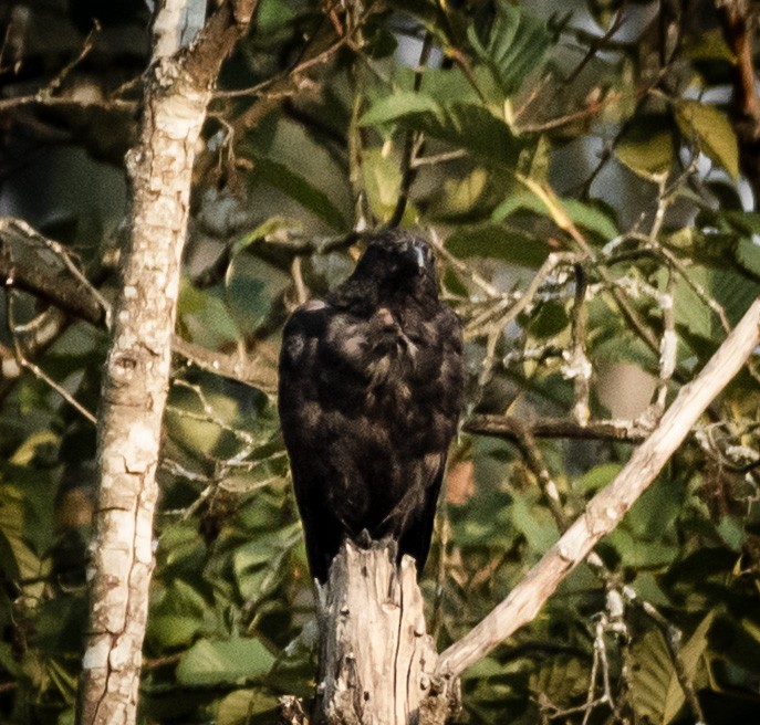 ravn - ML642374866