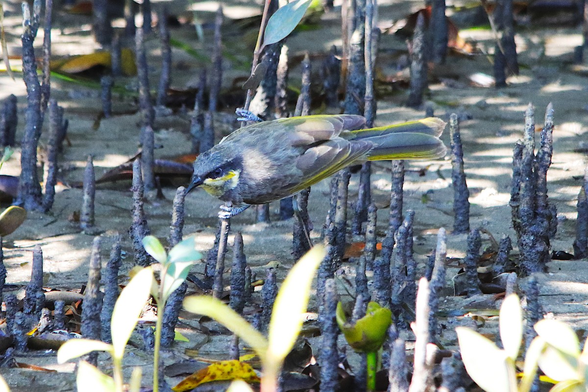 mangrovehonningeter - ML642374870