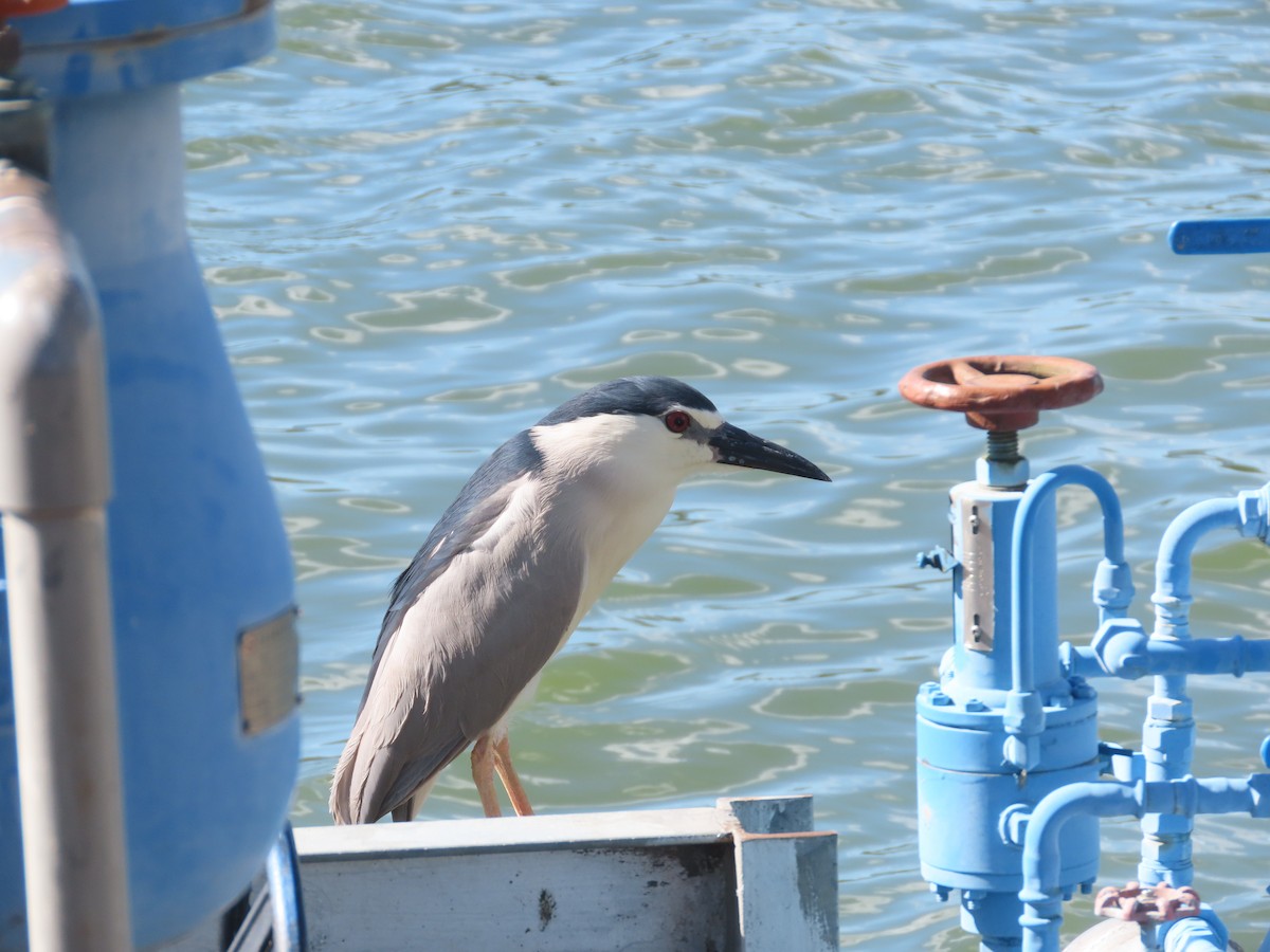 Black-crowned Night Heron - ML642374896