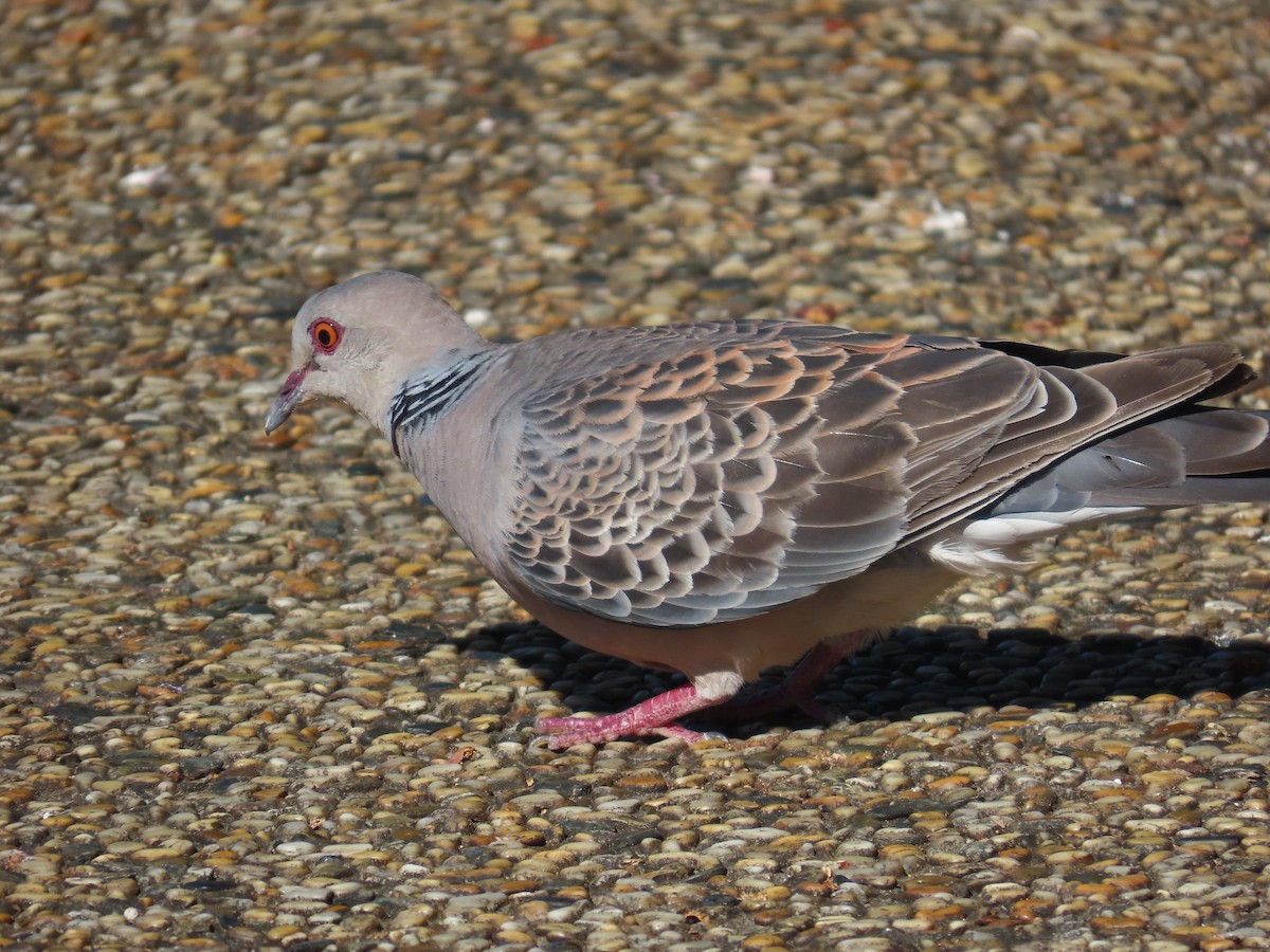 Oriental Turtle-Dove - ML642374902
