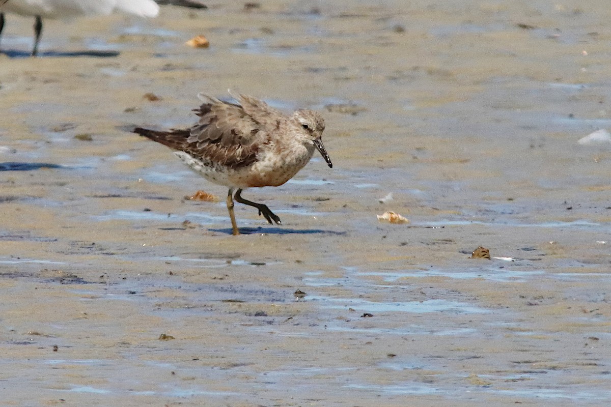 polarsnipe - ML642374903