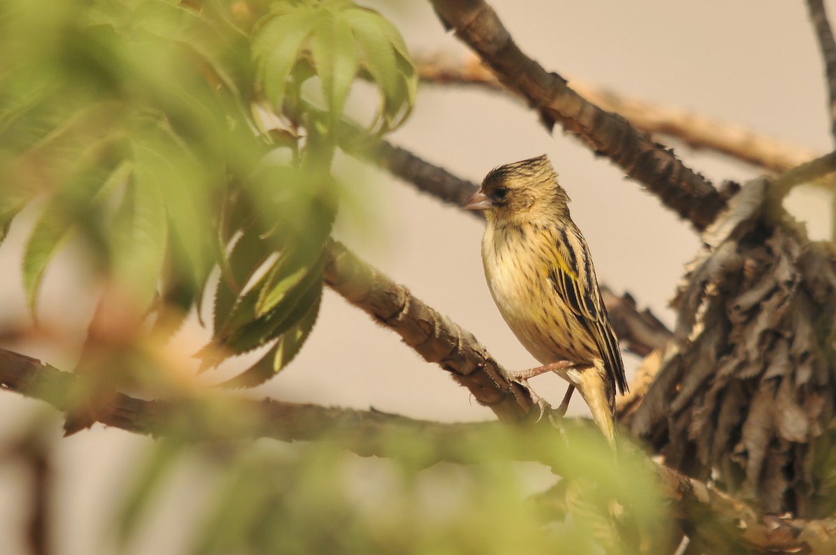 Yellow Bishop (Ethiopian) - ML642374913
