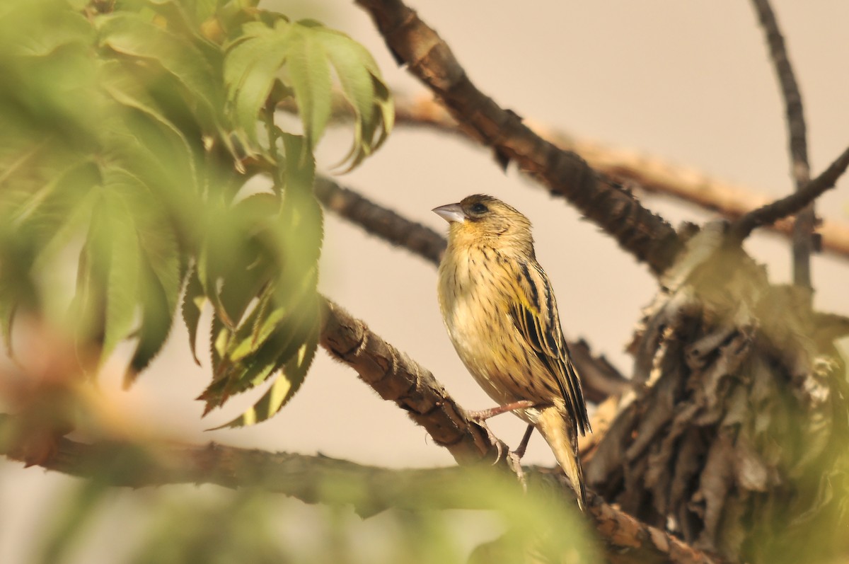Yellow Bishop (Ethiopian) - ML642374914