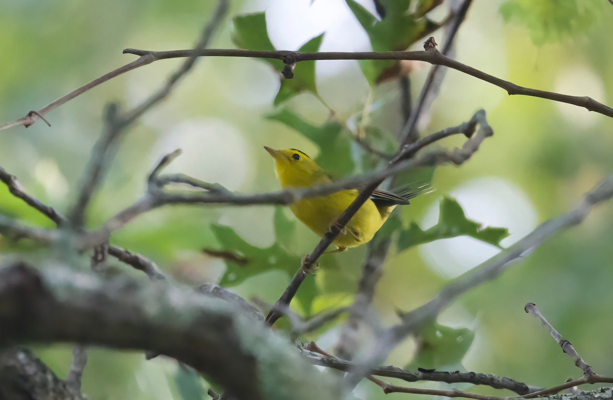 kalottparula - ML642374916