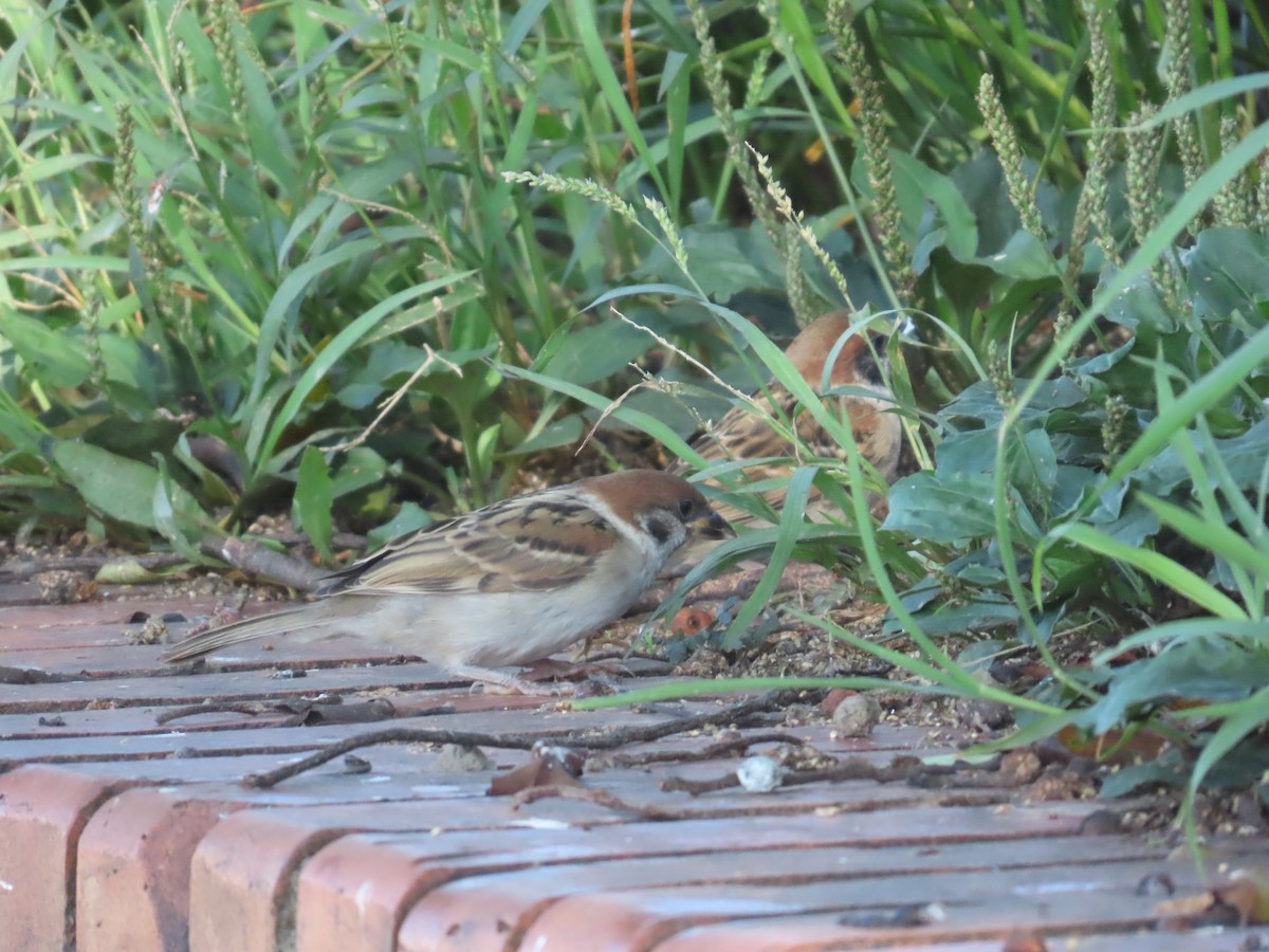Eurasian Tree Sparrow - ML642374931