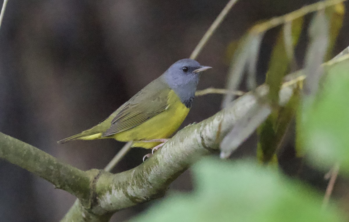 svartbrystparula - ML642374940