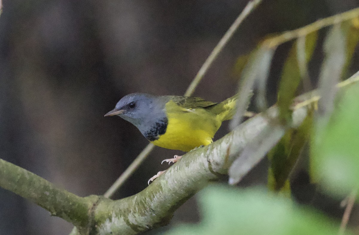 svartbrystparula - ML642374944