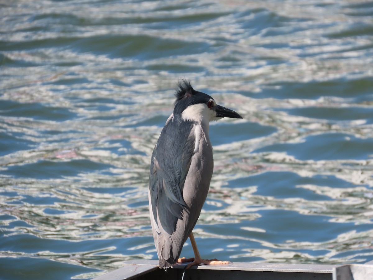 Black-crowned Night Heron - ML642374946