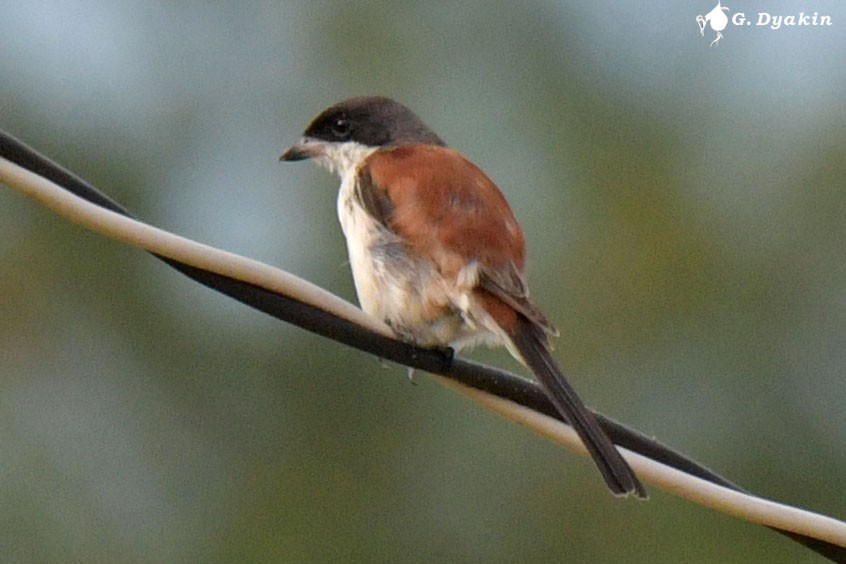 Burmese Shrike - ML642374947