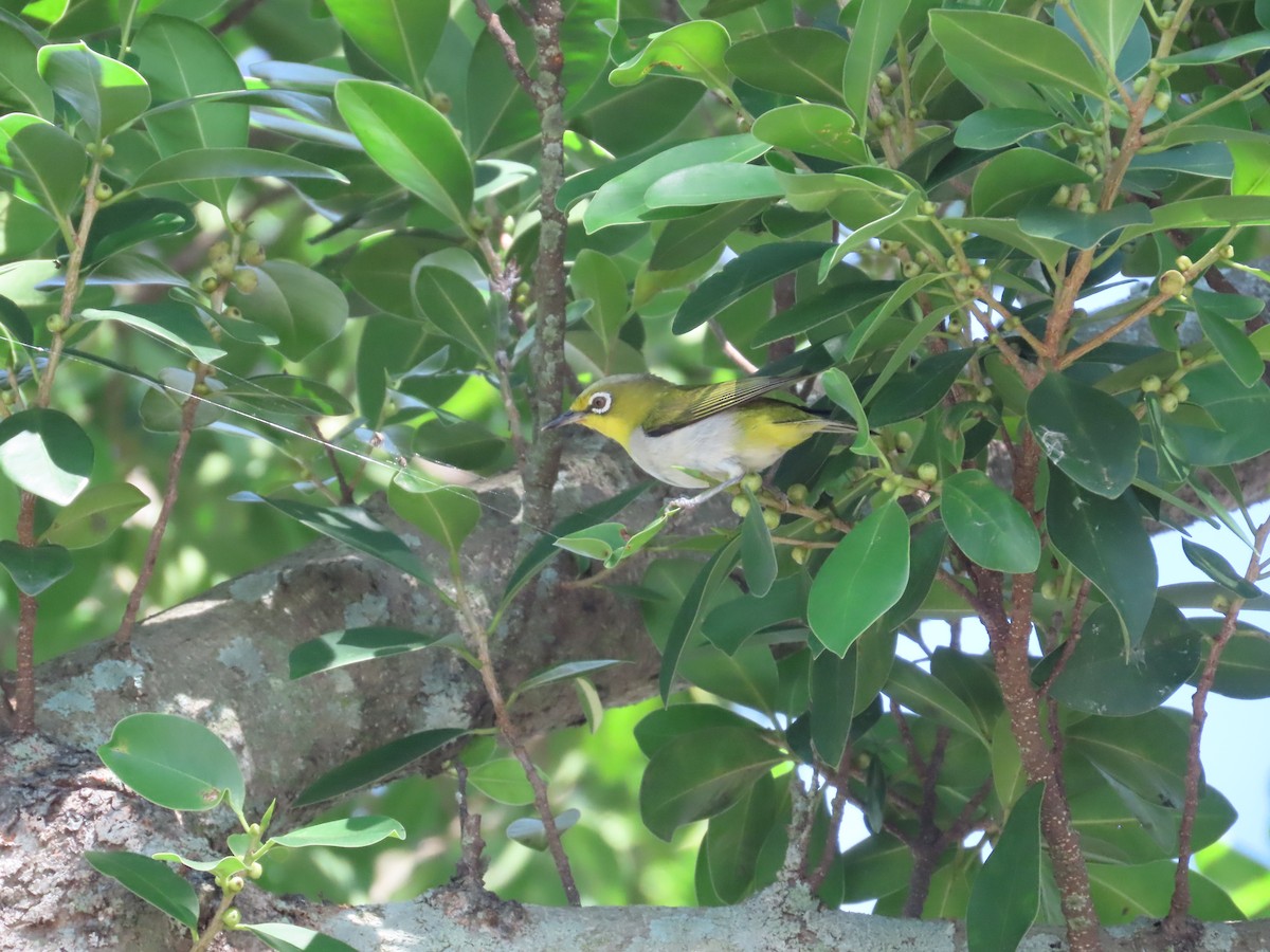 Swinhoe's White-eye - ML642374949
