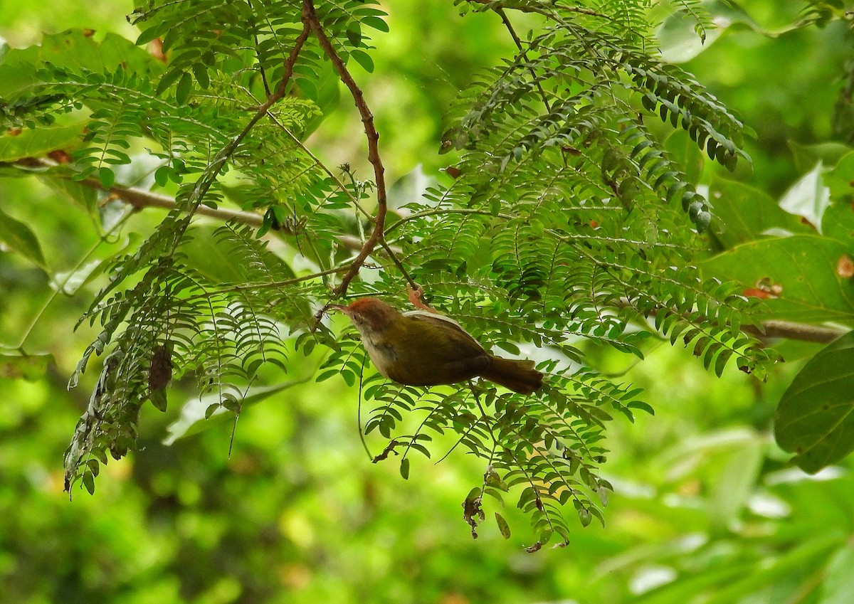 Common Tailorbird - ML642374953