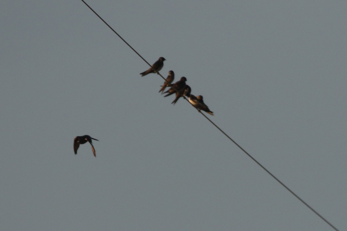 Purple Martin - ML642374963