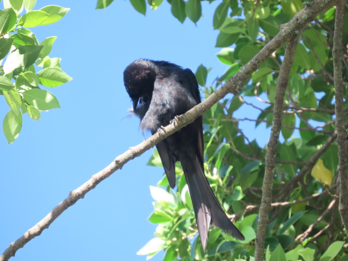 Black Drongo - ML642374970