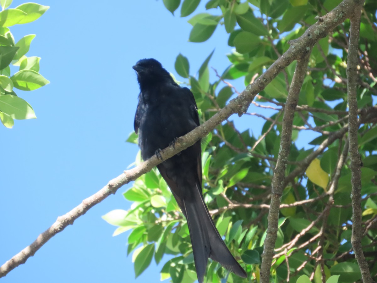 Black Drongo - ML642374972