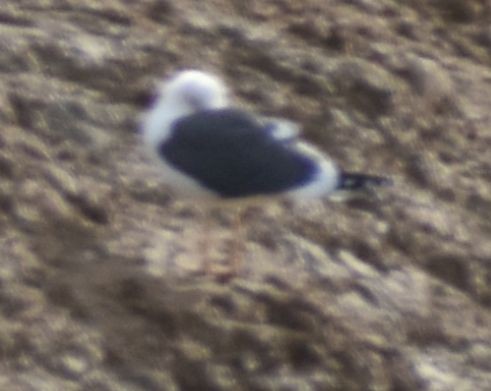 小黑背鷗 - ML642374988