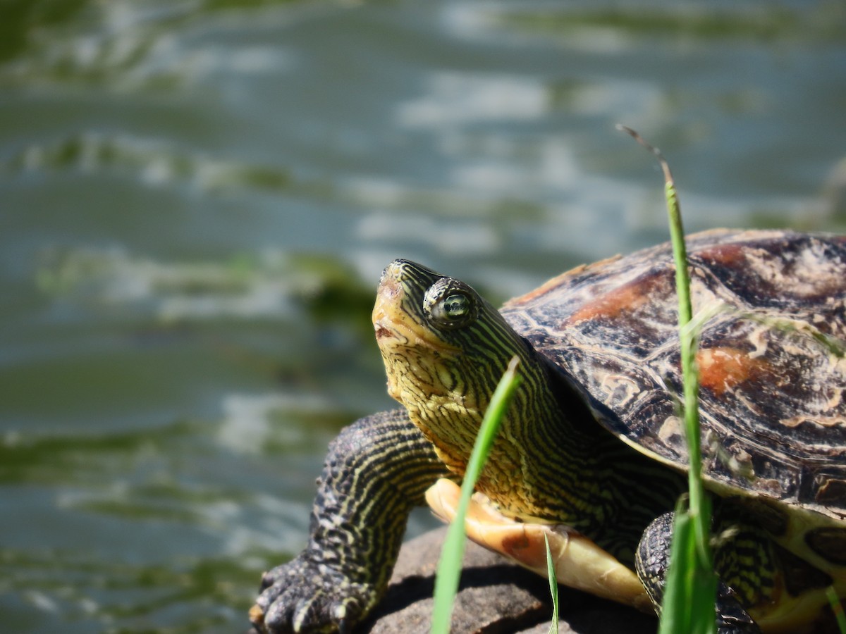 Reptiles - ML642374993