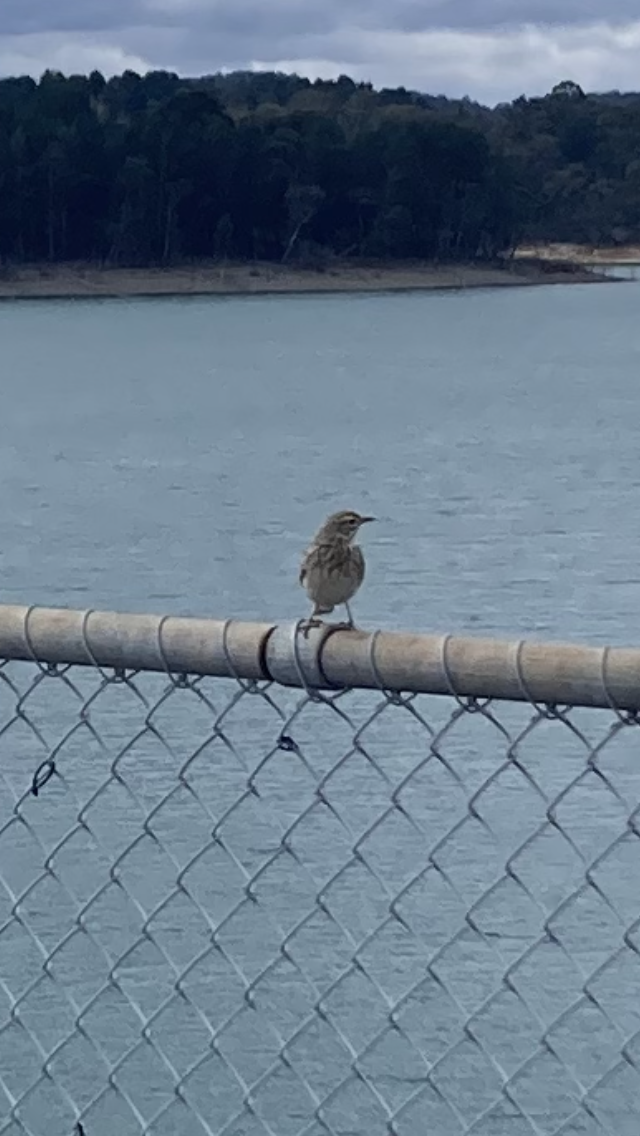 Australian Pipit - ML642374996