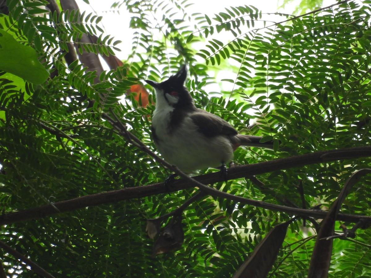 bulbul červenouchý - ML642375001