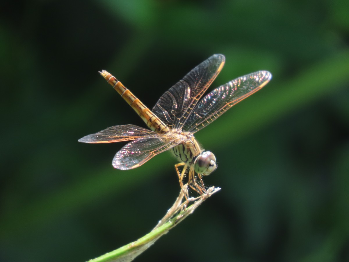 Insects - ML642375004