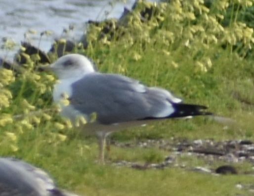 Yellow-legged Gull - ML642375007