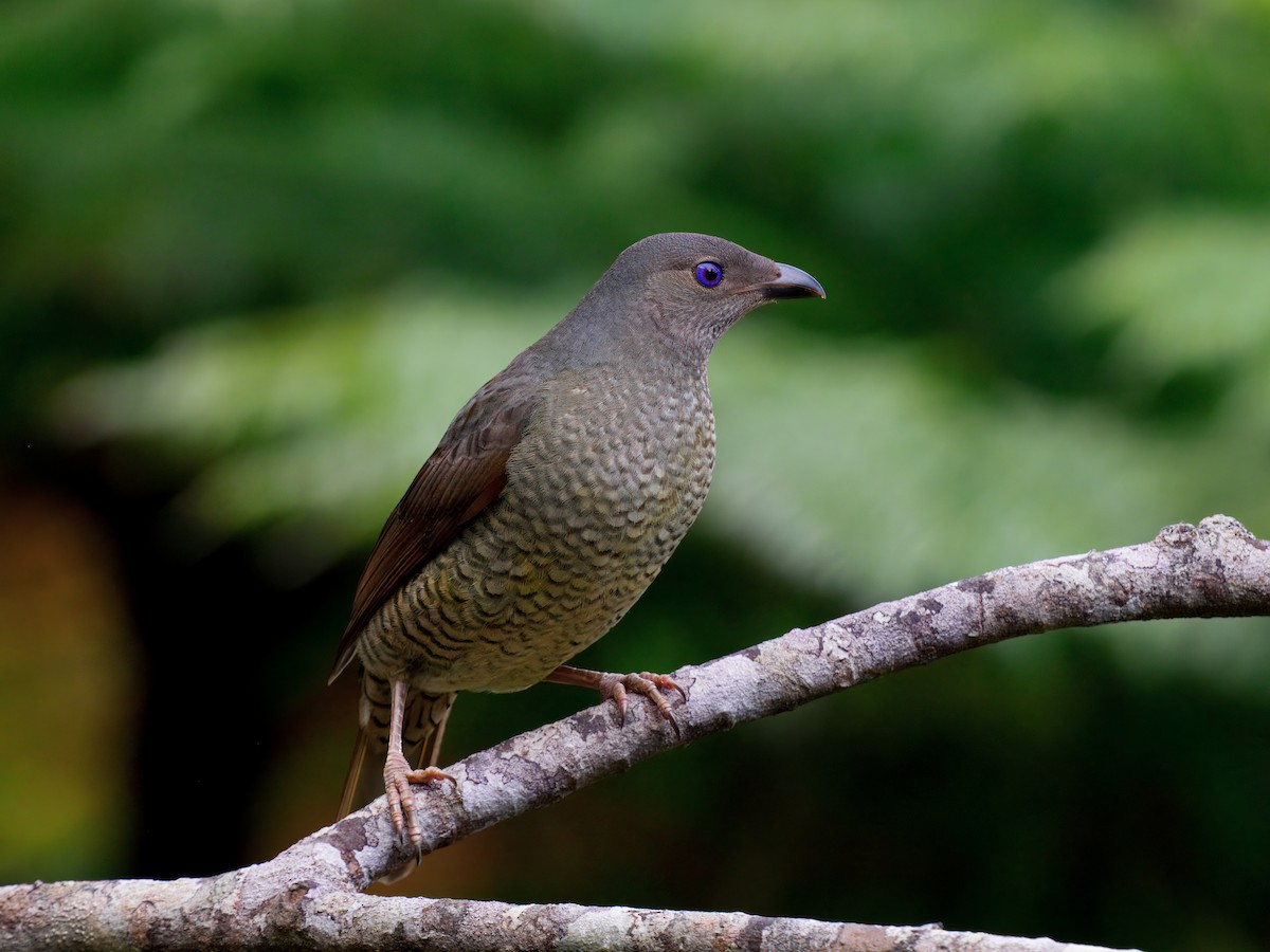 Satin Bowerbird - ML642375010