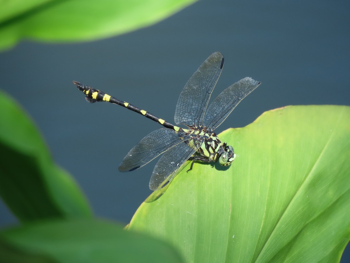 Insects - ML642375011