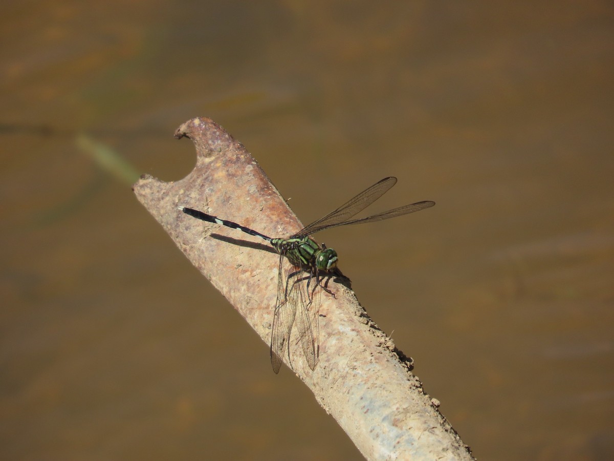 Insects - ML642375013