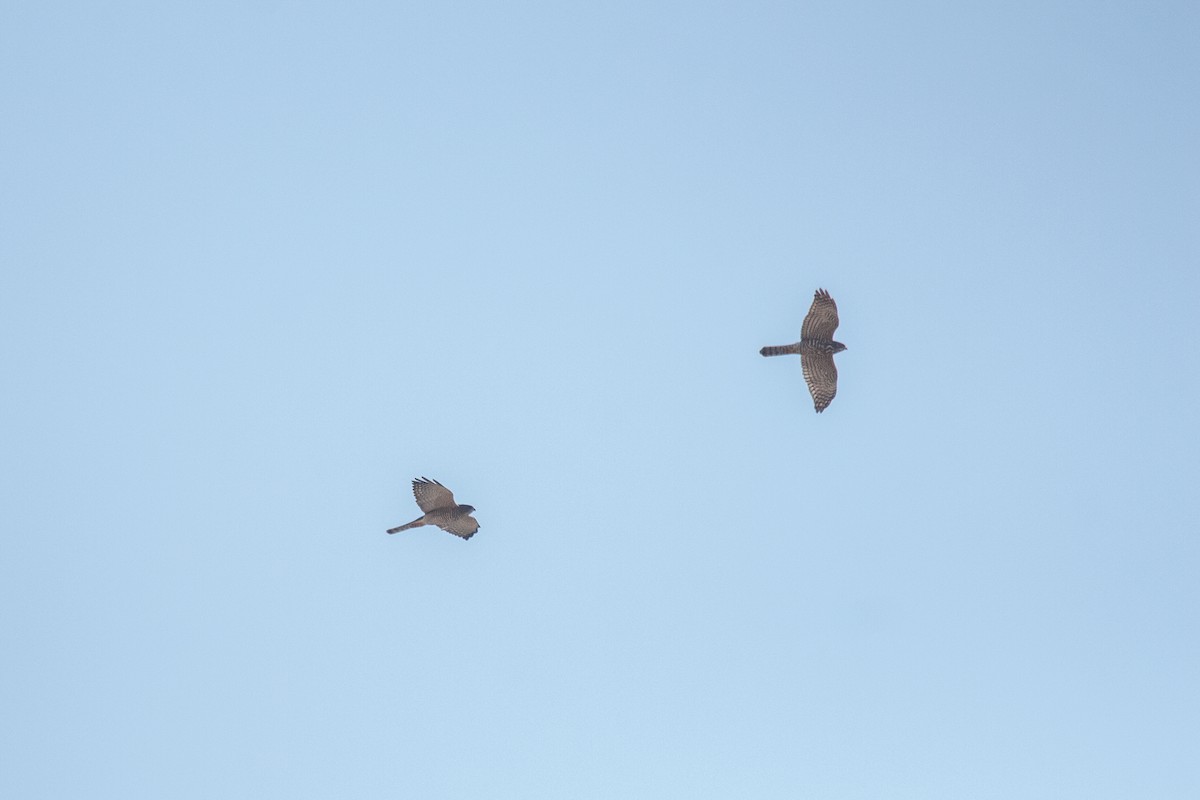 Levant Sparrowhawk - ML642375015